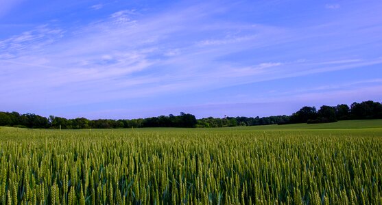 Canola nature sky blue