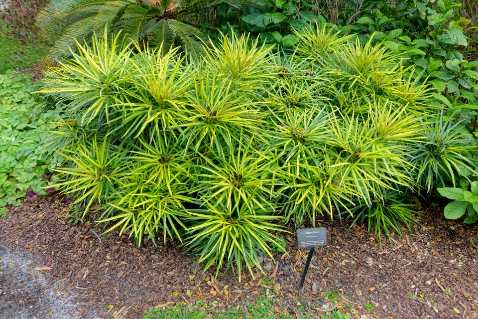 Osmoxylon lineare - Mounts Botanical Garden - Palm Beach County, Florida - DSC03672