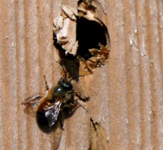 Osmia bicornis - Rote Mauerbiene