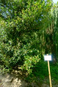 Osmanthus sp, Caerhayes Castle gardens, Cornwall, England - DSC02898