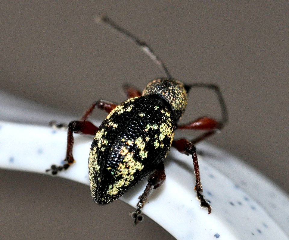 Otiorhynchus-lepidopterus-11-fws