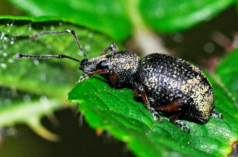 Otiorhynchus-lepidopterus-03-fws