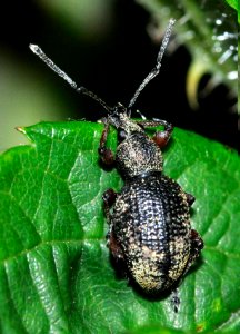 Otiorhynchus-lepidopterus-02-fws