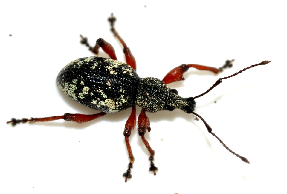 Otiorhynchus-lepidopterus-09-fws
