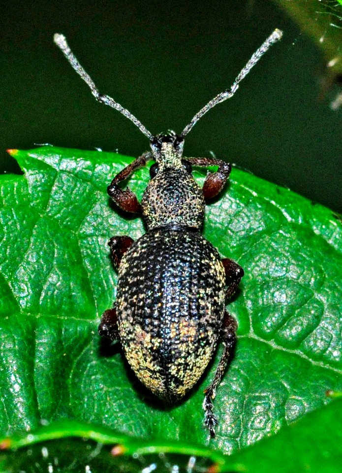 Otiorhynchus-lepidopterus-01-fws