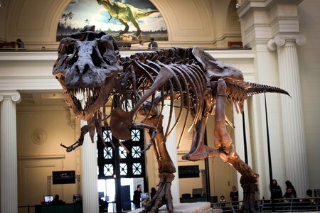 Dino tyrannosaur skeleton photo