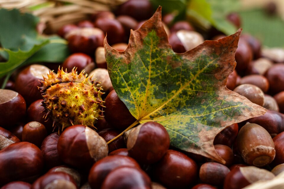 Autumn nature shiny photo