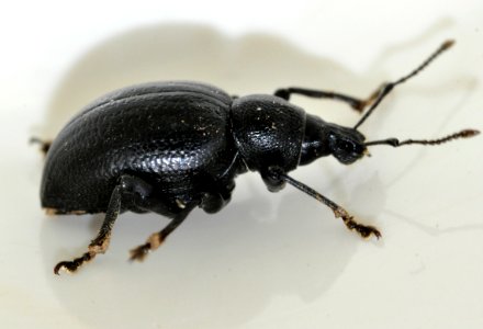 Otiorhynchus-fuscipes-08-fws