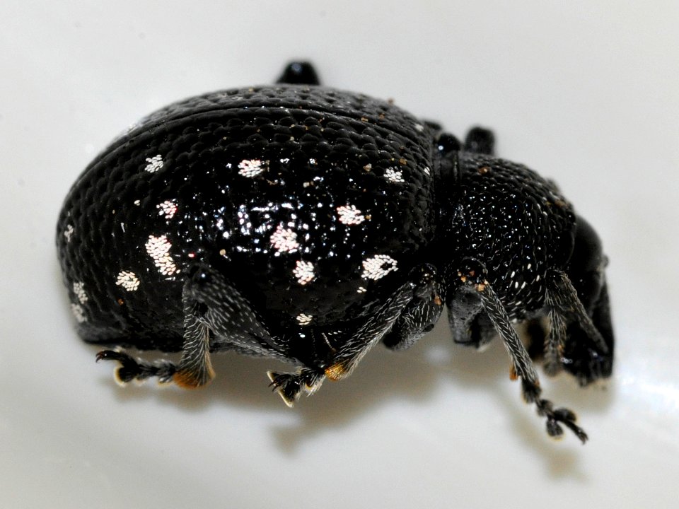 Otiorhynchus-gemmatus-13-fws