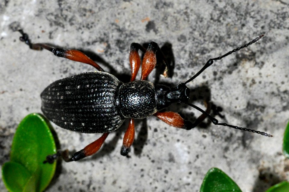 Otiorhynchus-sensitivus-02-fws