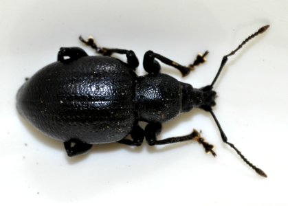 Otiorhynchus-fuscipes-01-fws