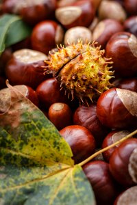 Nut buckeye oak photo