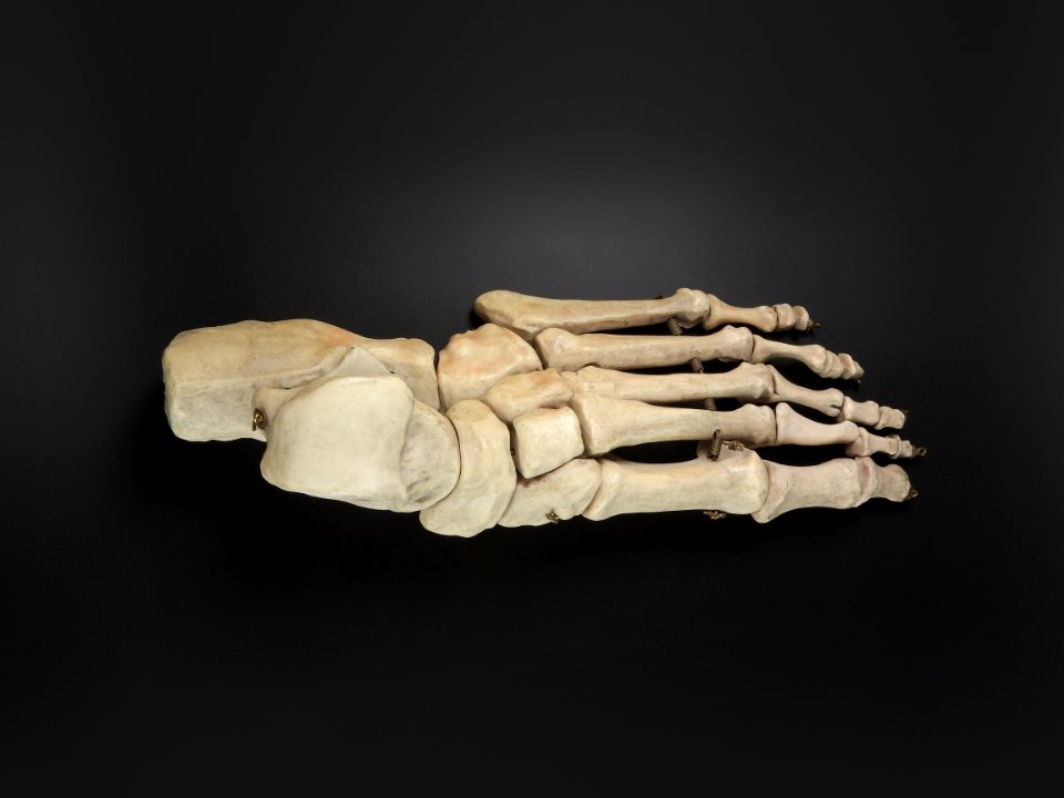Ossa pedis (sin) - superior view 2
