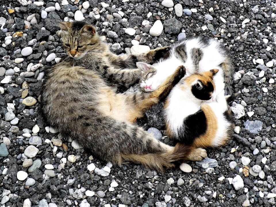 Concerns domestic cat afternoon rest
