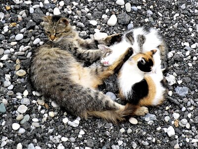 Concerns domestic cat afternoon rest