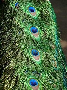 Green blue animal