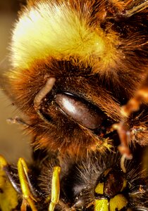 Bully wasp brown bee