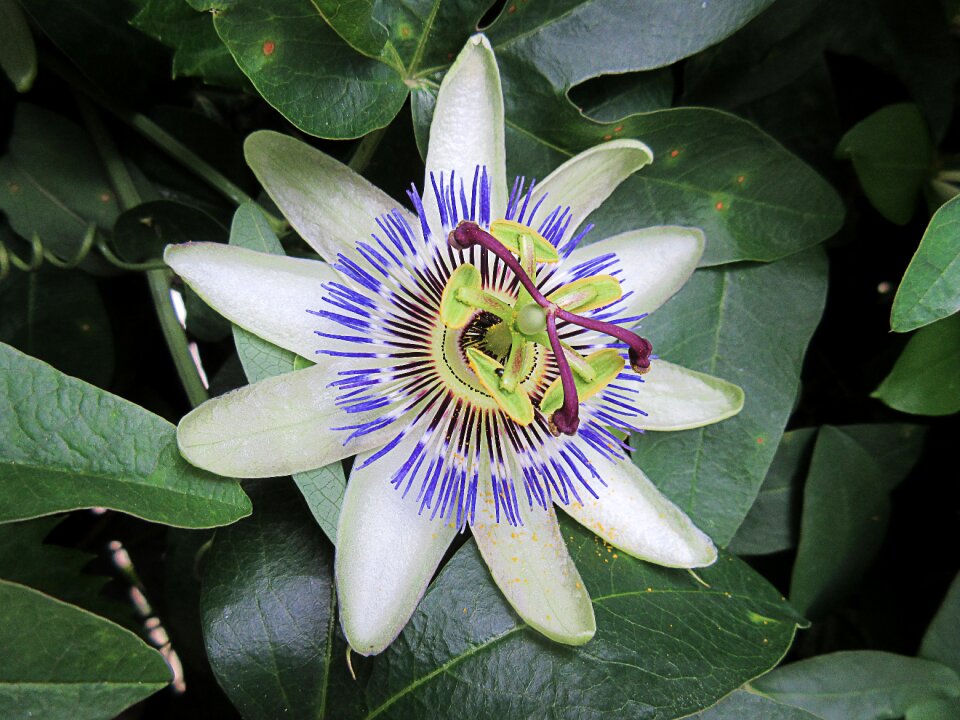 Star nature close up