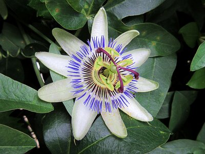 Star nature close up
