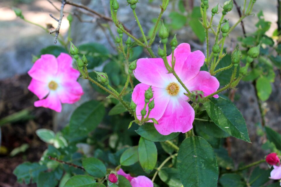 Pink rose sea rose