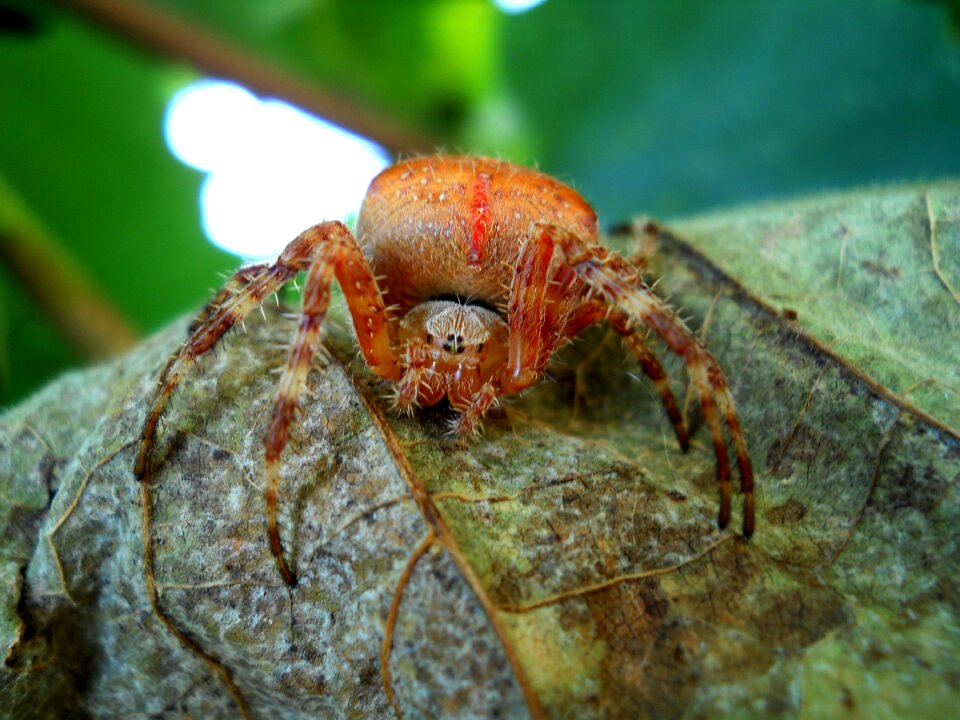 Cockroach macro green