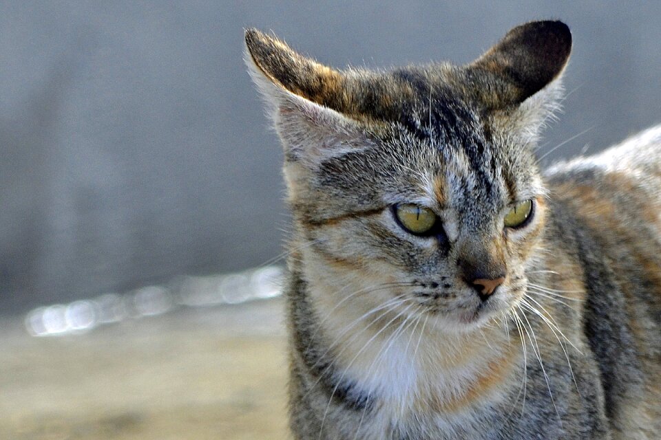 Kitten animal animal portrait