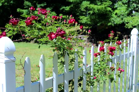 Red roses scent of roses white fence