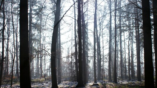 Trees light light beam photo