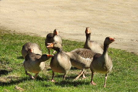Water bird wild geese aggressive
