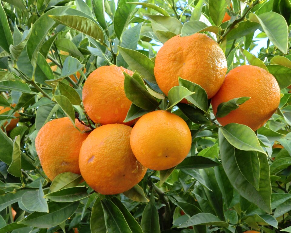 Orange apple healthy vitamin c