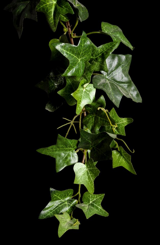 Ivy plant rank growths