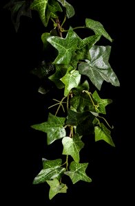 Ivy plant rank growths