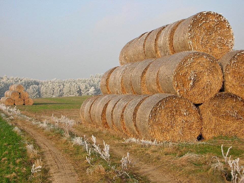 Field cold landscape