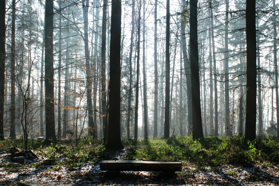 Forest fog nature photo