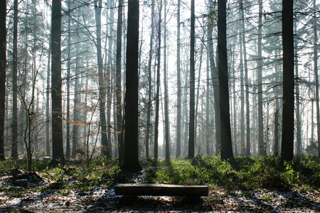Forest fog nature