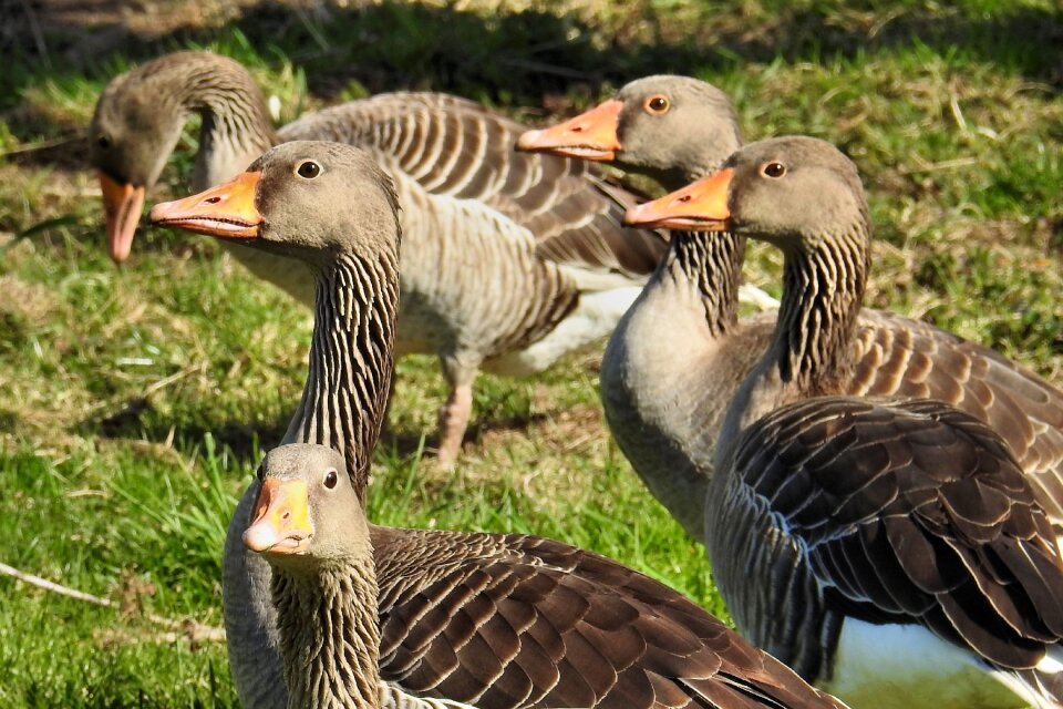 Water bird wild geese aggressive