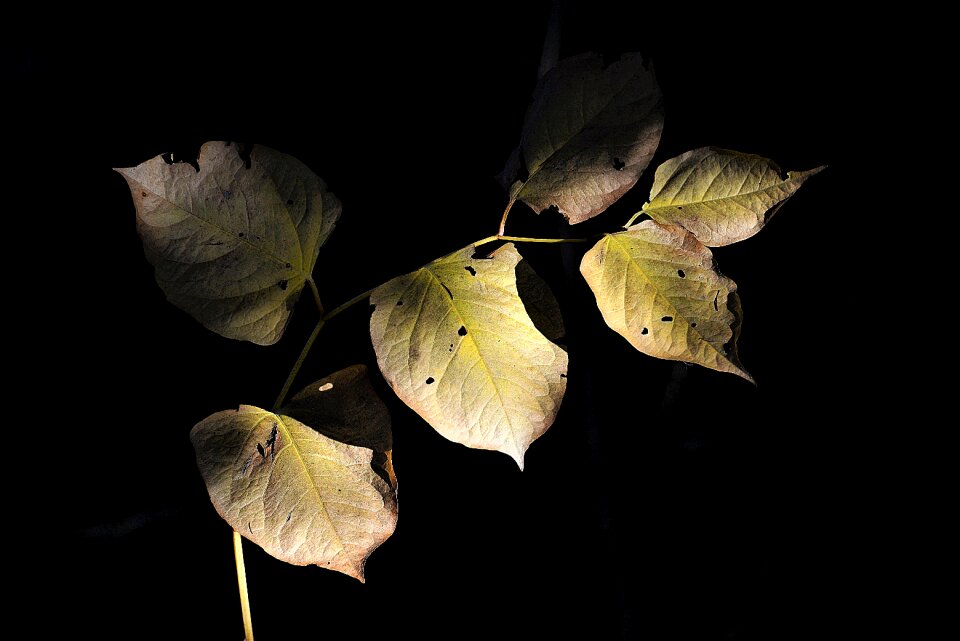 Shadow twilight mood