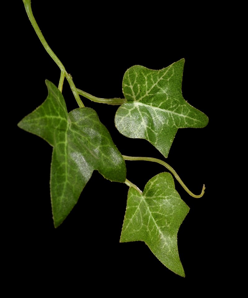 Ivy climber plant leaves