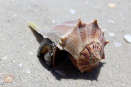 Sand nature seashell