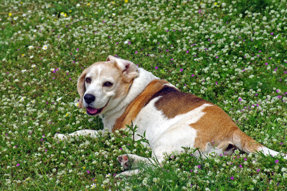 Hound friend nose photo