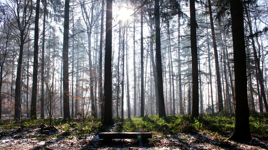 Light forest nature photo