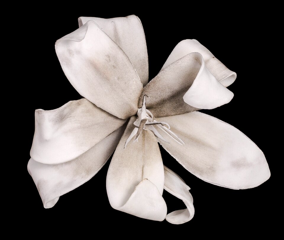 White blossom bloom