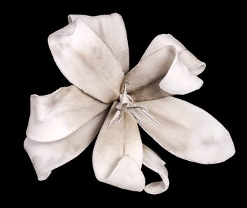 White blossom bloom