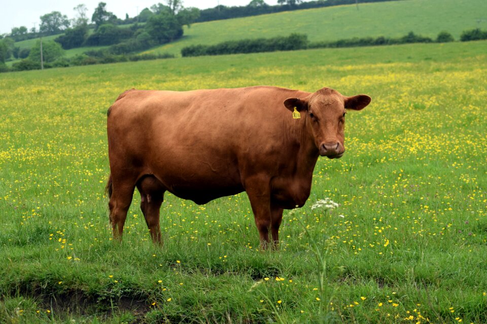 Pasture breeding lozère