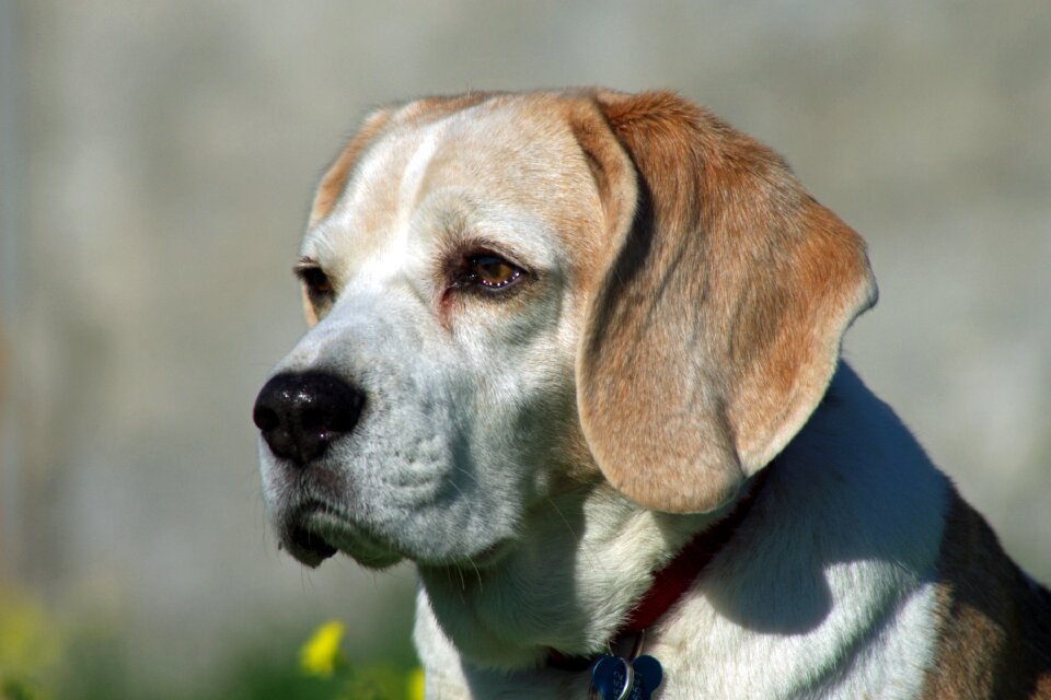 Hound friend portrait