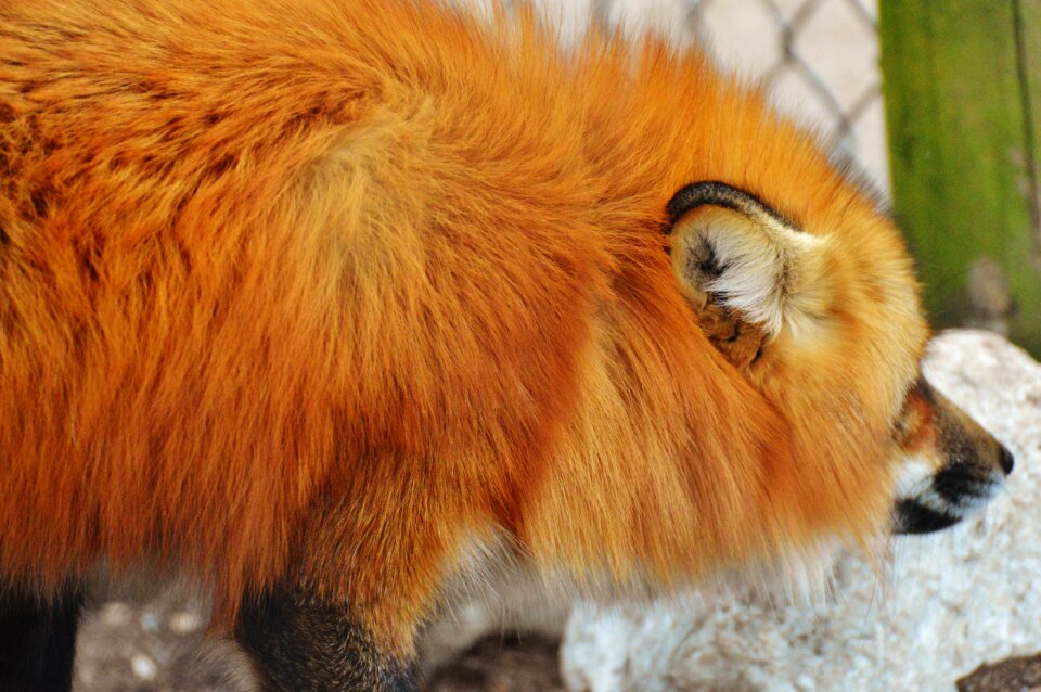 Nature animal world animal portrait