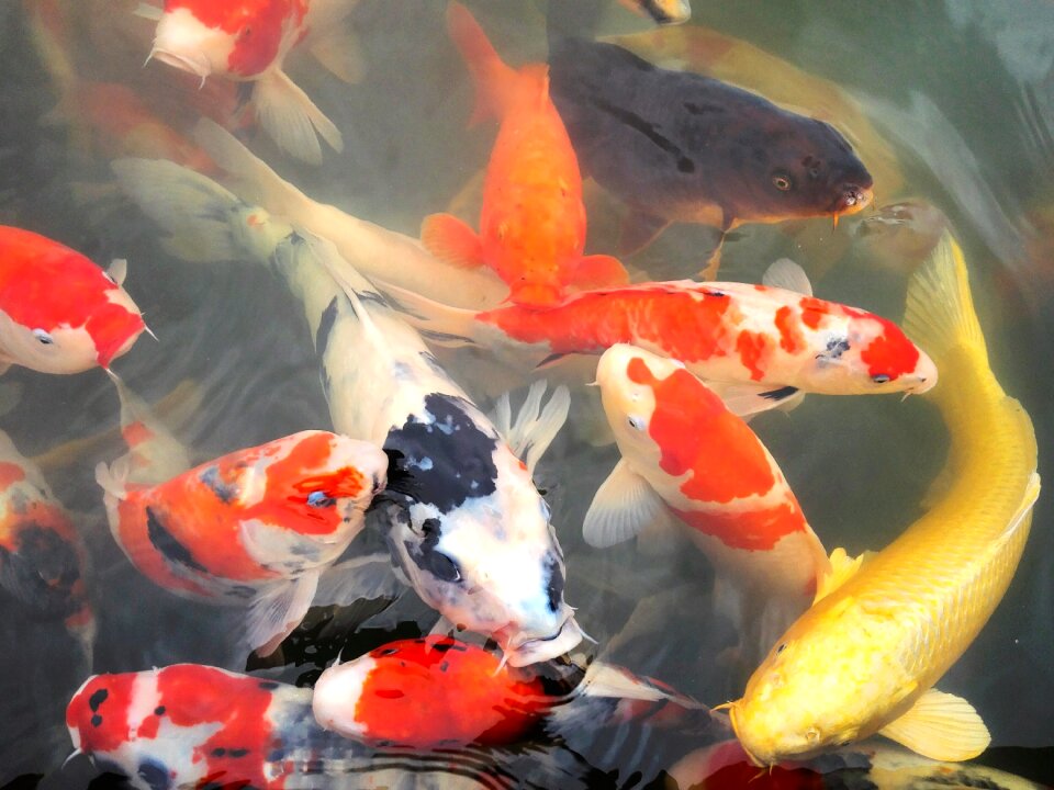 Carp pond japan garden