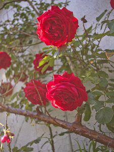 Red rose roses photo