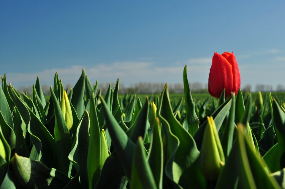 Tulip field one of a kind especially