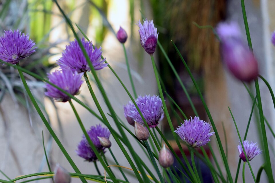 Plants flowering violet yellow